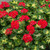 Geranium Foliage Collection (Zonal)
