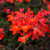 Geranium Foliage Collection (Zonal)