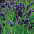 Lavender English Collection