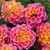 Lantana Evita Collection