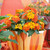 Lantana Evita Collection