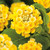 Lantana Evita Collection