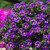 Calibrachoa Star Collection