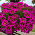 Calibrachoa Star Collection