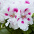 Geranium Regal Collection
