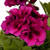 Geranium Regal Collection