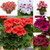 Geranium Regal Collection