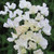 Sweet Pea (Lathyrus) Collection
