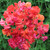 Sweet Pea (Lathyrus) Collection