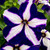 Petunia Royal Flush Collection (Pack 12/Pack 24)