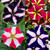 Petunia Royal Flush Collection (Pack 12/Pack 24)