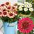 Osteospermum Erato Double Collection