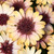 Osteospermum 3D Collection