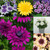 Osteospermum 3D Collection