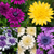 Osteospermum Double Collection
