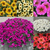 Petunia (Petchoa) Beautical Collection