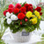 Begonia Complete Patio Collection