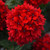 Verbena Endurascape Collection