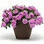 Verbena Endurascape Collection
