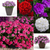Verbena Endurascape Collection
