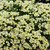 Nemesia Fragrance Collection