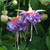 Fuchsia Giant Trailing New Collection