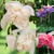 Fuchsia Giant Trailing New Collection