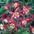 Aquilegia Rose Queen (7cm Module)