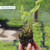 Echinacea Purpurea 7cm