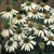 Echinacea Purpurea White Swan 7cm