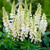 Lupin Gallery White 7cm