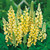 Lupin Gallery Yellow 7cm