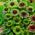 Echinacea purpurea 'Green Twister'