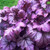 Heuchera 'Forever Purple'