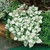 Lamium maculatum 'White Nancy'