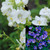 Polemonium Collection