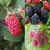 Hybrid Berry Collection