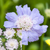 Scabiosa Caucasica Collection