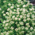 Sedum Creeping Collection