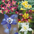 Aquilegia Star Collection 7cm