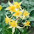 Aquilegia Star Collection 7cm