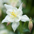 Aquilegia Star Collection 7cm