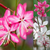 Gaura Collection (9cm Pot)