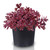Sedum SunSparkler Collection