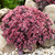 Sedum SunSparkler Collection