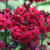 Primula Candelabra Collection 7cm