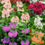 Primula Candelabra Collection 7cm