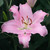 Giant Oriental Lilium Collection