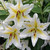 Giant Oriental Lilium Collection