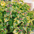 Lamium Mac. Collection